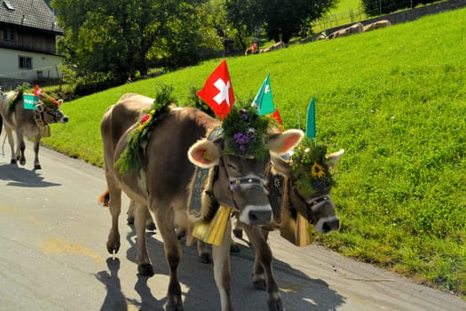 Swiss Cows are decorated and led down into the valley before the winter arrives