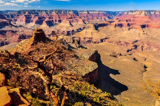 Scenic landscape view of Grand Canyon and dry tree, Arizona, USA