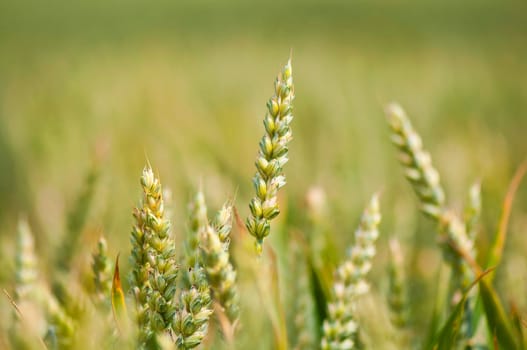 Ears of grain in sunlight