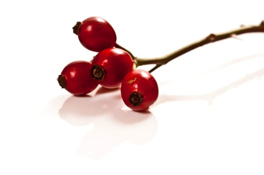 red rose hips on white background
