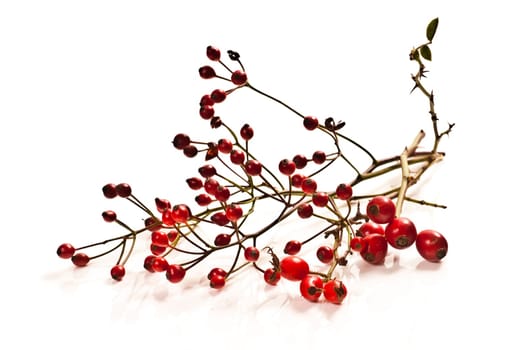 red rose hips on white background