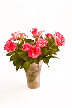 pink roses on white background