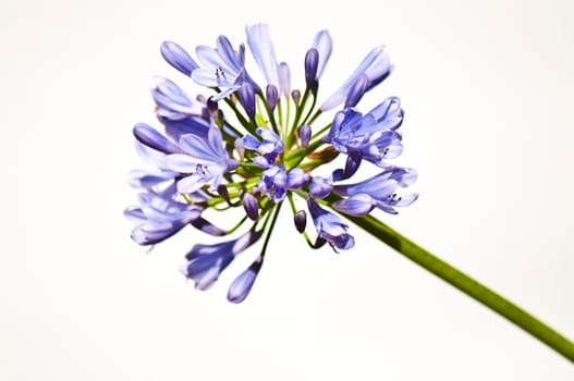 blue ornamental leeks against a white background