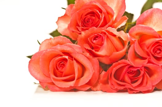 pink roses on white background