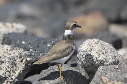 One Adult Kentish Plover Water Bird near a Rock Beach
