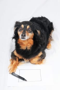 One Female Old Black Dog Drawing on a White Paper