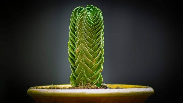 Closeup photo from a young crassula.