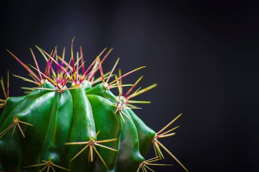 Closeup photo from a young Ferocactus.