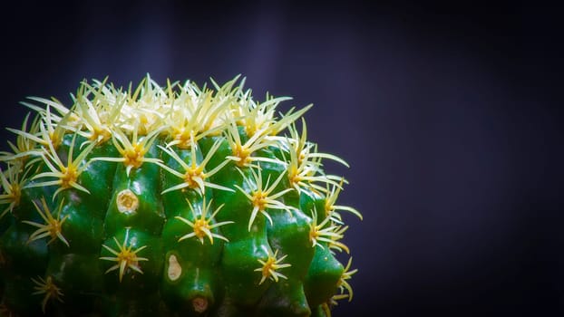 Closeup photo from a young Echinocactus.