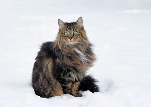 A Norwegian cat in the snow