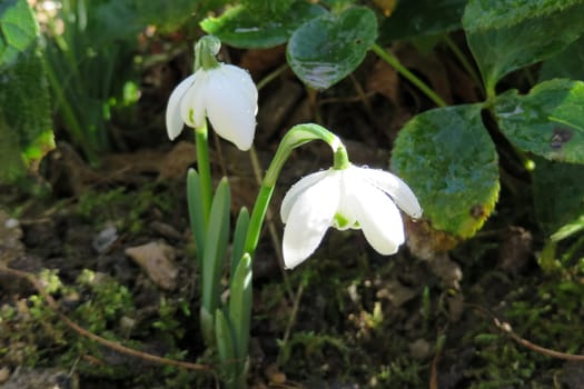 Snowdrop - Galanthus nivalis