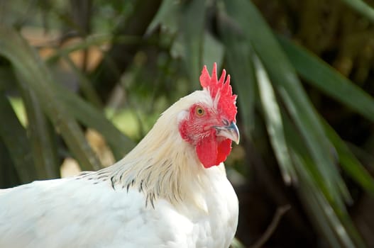 A serious looking white maran rooster outside in the farmyard.