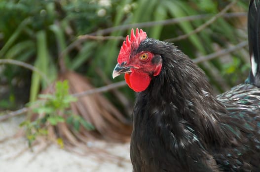 A serious looking black maran rooster outside in the farmyard.