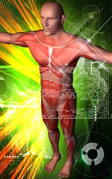 Digital illustration of human body in colour background