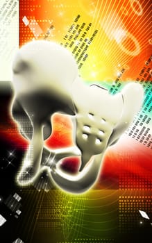 Digital illustration of pelvic girdle in colour background