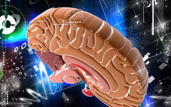 Digital illustration of brain in colour background
