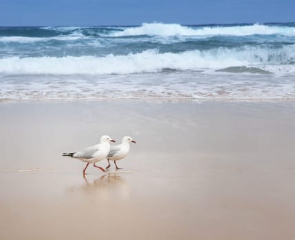 Two seagulls strolling on an empty beach