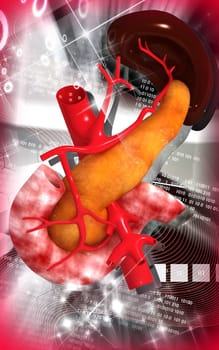 Digital illustration of pancreas and spleen in colour background