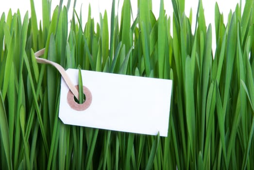 A Blank Label with Copy Space on Green Grass