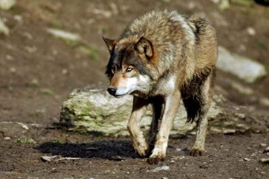 Wolf