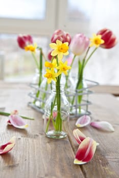 Fresh yellow daffodils in a small bottle