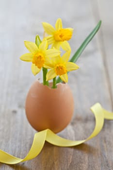 Fresh daffodils in eggshell on rustic wood
