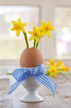 Fresh daffodils in eggshell with bow