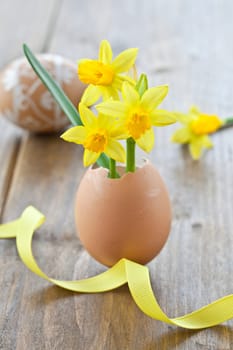 Fresh daffodils in eggshell on rustic wood
