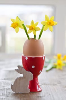 Fresh daffodils in eggshell in red egg cup