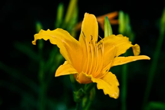 Yellow flower on garden in Central Park, New York city