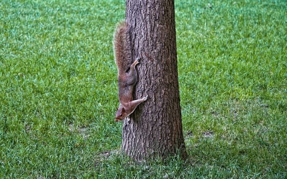 Really cute squirrel in Central Park, New York, United States