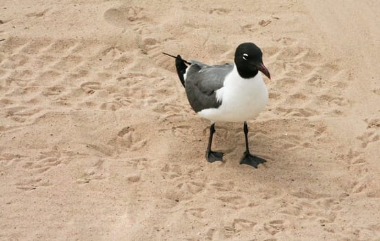 Laughing Gull on Coney Island beach sand