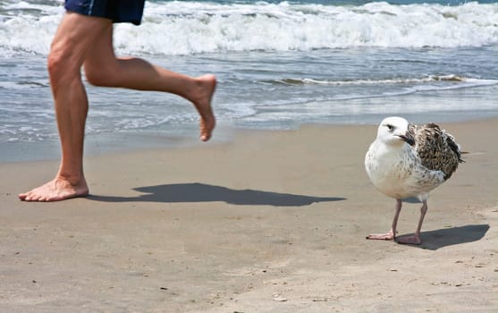 Man Running On Beach close to a big seagull on Coney Island, USA