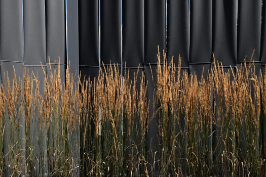 Ornamental grasses in front of a black lamellar wall
