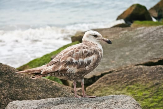 Seagull perched on rocks, Coney Island peninsula, on the Atlantic Ocean in southern Brooklyn, New York, United States.