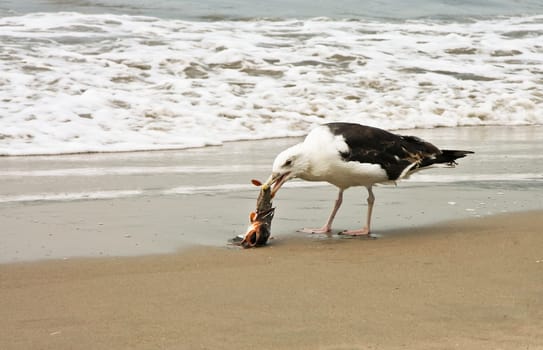 Seagull eating a dead fish on Coney Island peninsula, on the Atlantic Ocean in southern Brooklyn, New York, United States