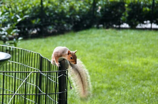 Really cute squirrel in Central Park, New York, United States