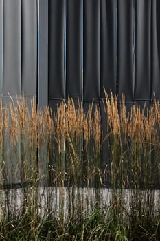 Ornamental grasses in front of a black lamellar wall