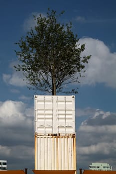 A tree grows in a container