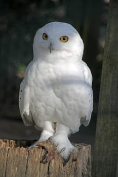 Snowy owl (male)