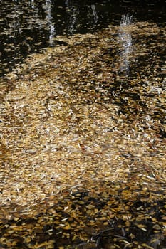 Foliage on a pond