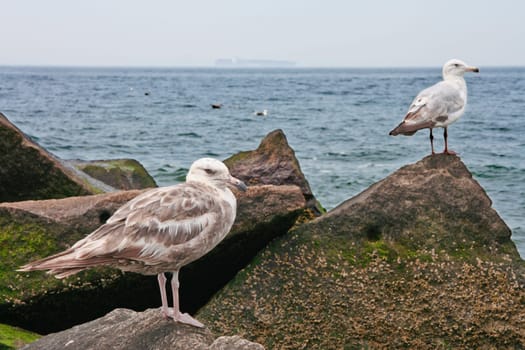 Seagull perched on rocks, Coney Island peninsula, on the Atlantic Ocean in southern Brooklyn, New York, United States.