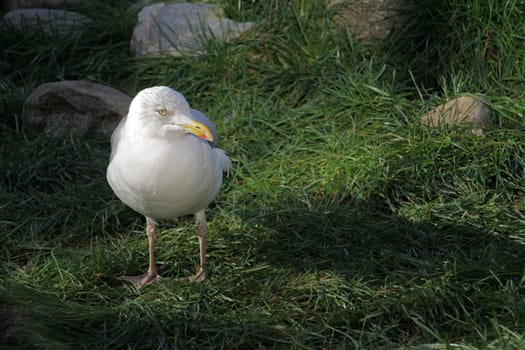 Herring gull