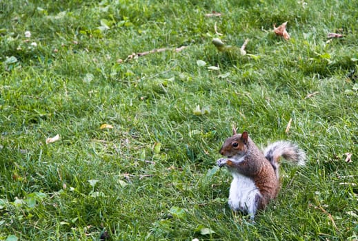 Really cute squirrel in Central Park, New York, United States