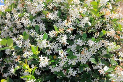 Many delicate and small white, five petal flowers with yellow centers climb up a sunny wall in tropical Florida..
