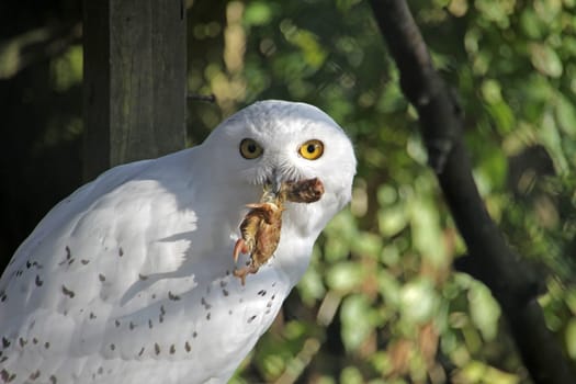 Snowy owl (male)