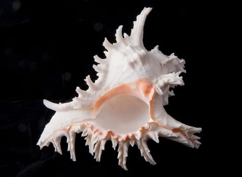 Exotic peaked cockleshell on black background