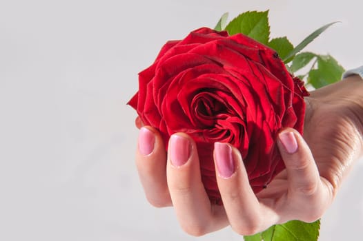 Red rose in the woman hand