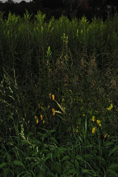 Plants in the dark