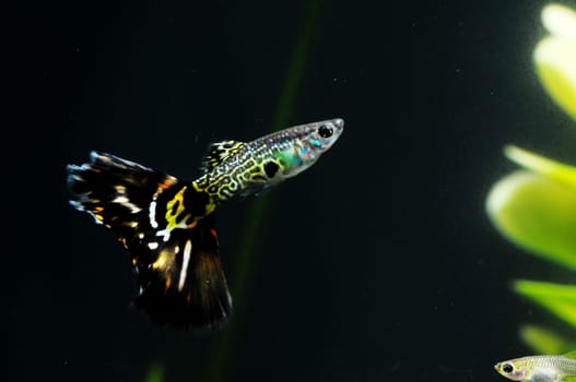 Guppy Multi Colored Fish in a Tropical Acquarium
